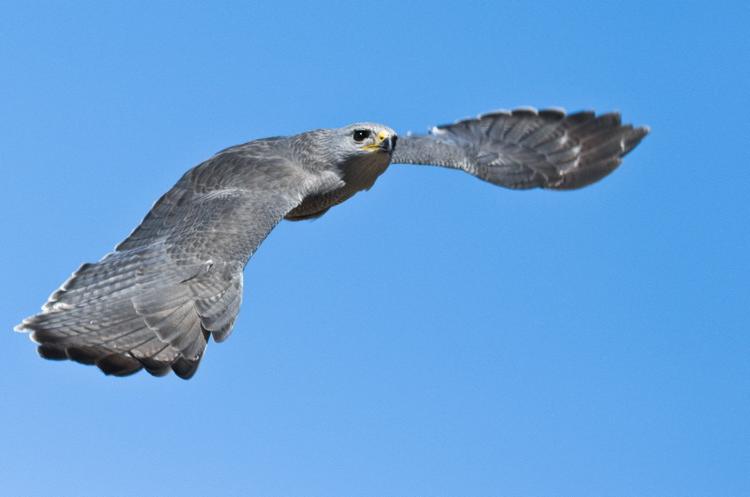 Gray Hawk by Ian Collier