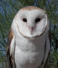 Photo of a barn owl